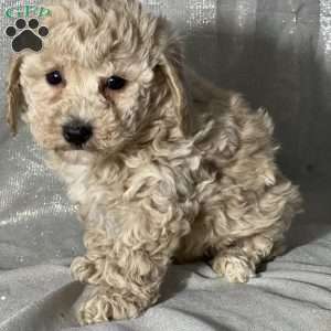 Muffin, Bich-Poo Puppy