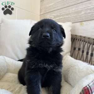Humphrey, German Shepherd Puppy