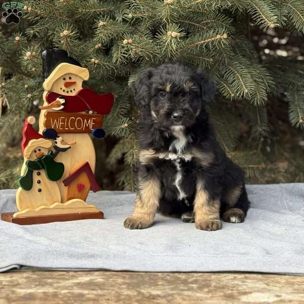 Bear, Borderdoodle Puppy