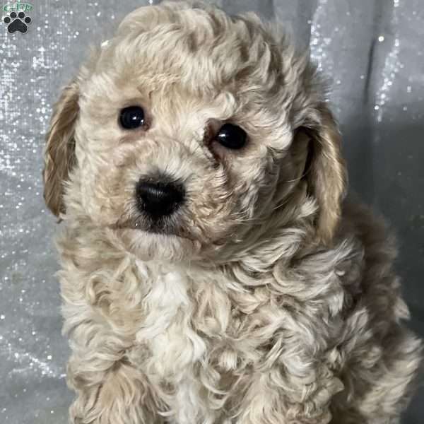 Muffin, Bich-Poo Puppy