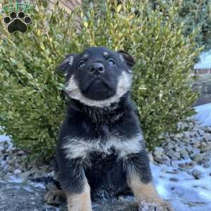 Armory, German Shepherd Puppy