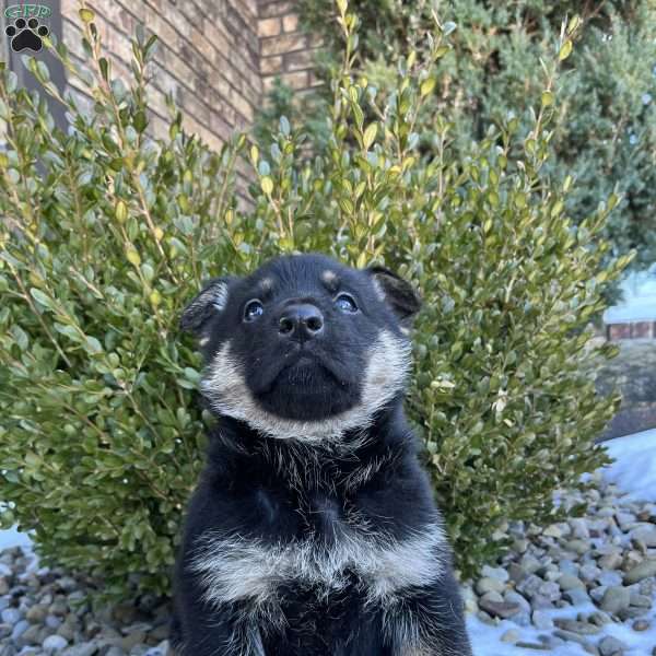 Armory, German Shepherd Puppy