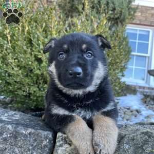 Armory, German Shepherd Puppy