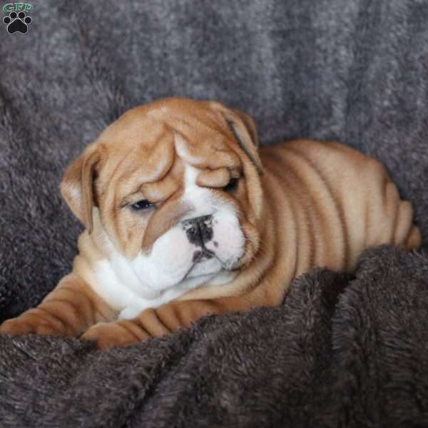 Penny, English Bulldog Puppy