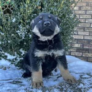Armory, German Shepherd Puppy