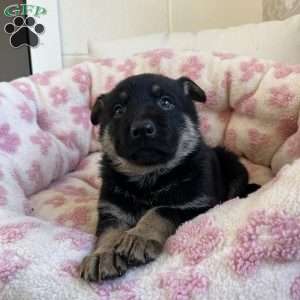Armory, German Shepherd Puppy