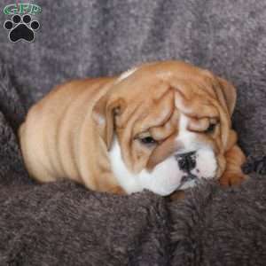 Penny, English Bulldog Puppy