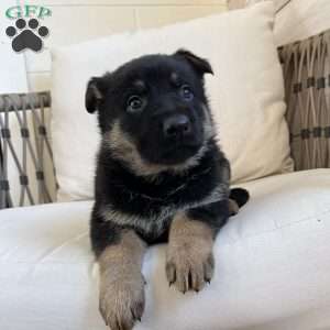 Armory, German Shepherd Puppy