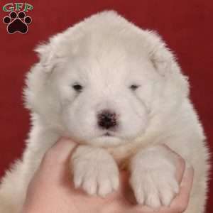 Snowball, Samoyed Puppy
