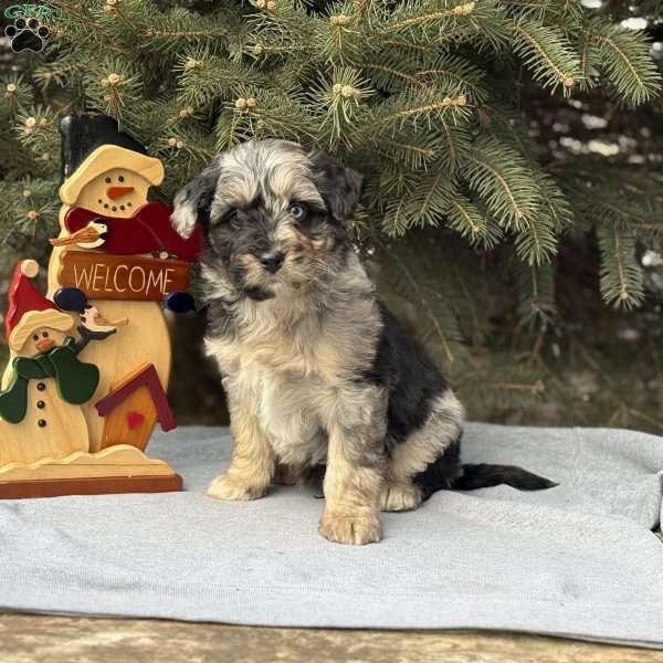 Blue, Borderdoodle Puppy