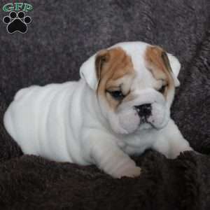 Biscuit, English Bulldog Puppy