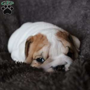 Biscuit, English Bulldog Puppy