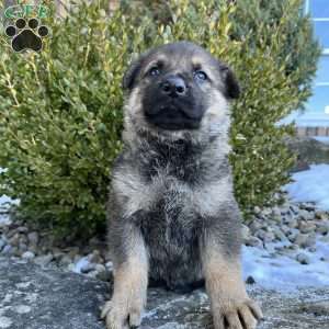 Marlow, German Shepherd Puppy
