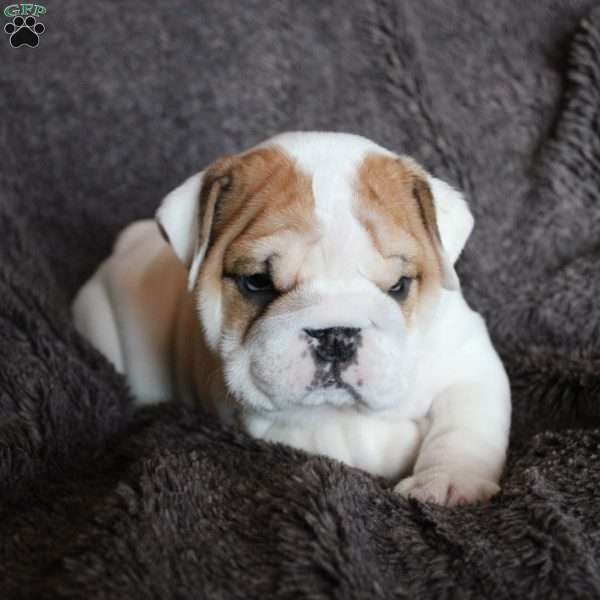 Biscuit, English Bulldog Puppy