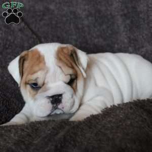 Biscuit, English Bulldog Puppy