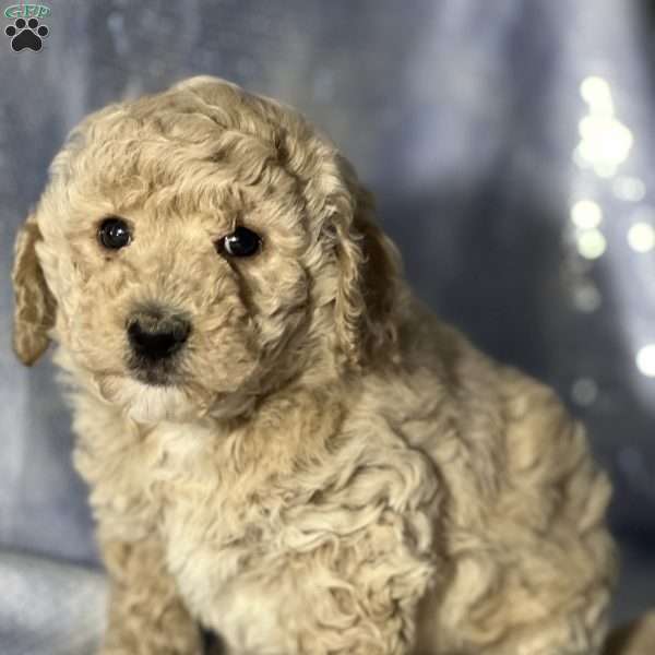 Moose, Bich-Poo Puppy