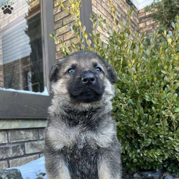 Marlow, German Shepherd Puppy