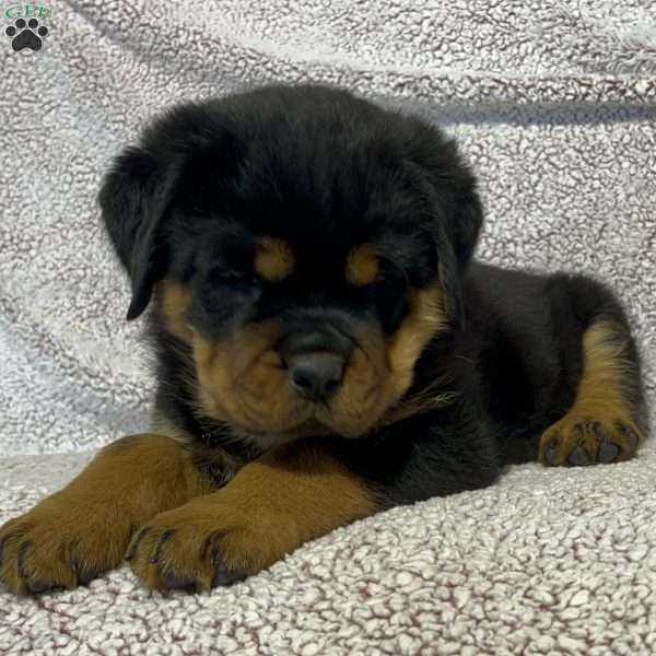 Nina, Rottweiler Puppy
