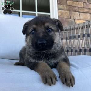 Marlow, German Shepherd Puppy