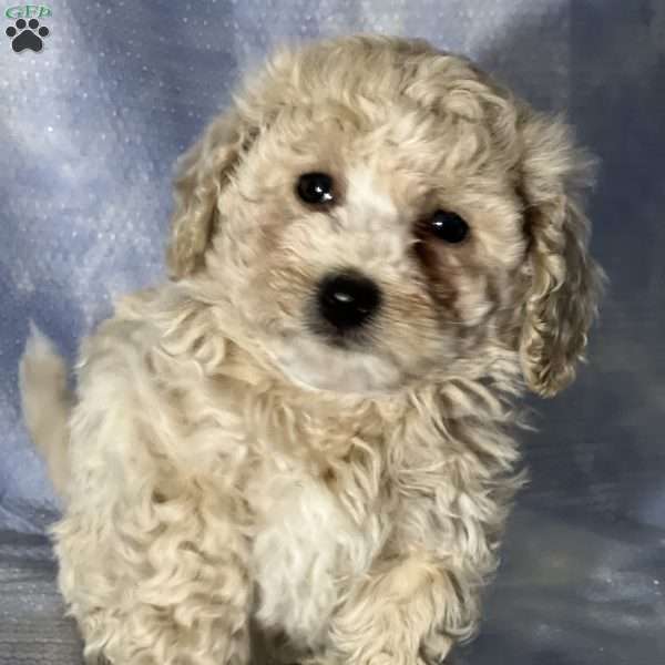 Martin, Bich-Poo Puppy