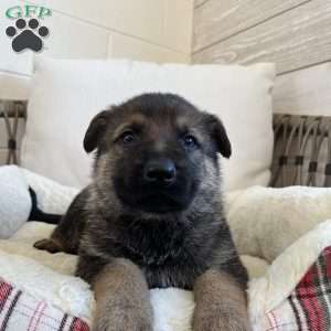 Marlow, German Shepherd Puppy