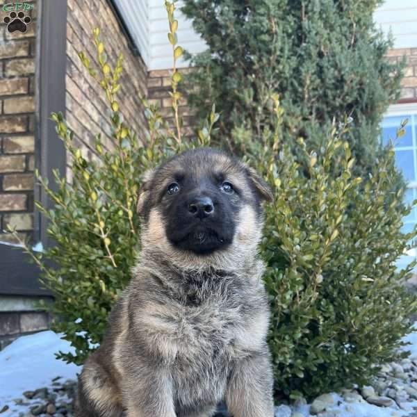Vienna, German Shepherd Puppy
