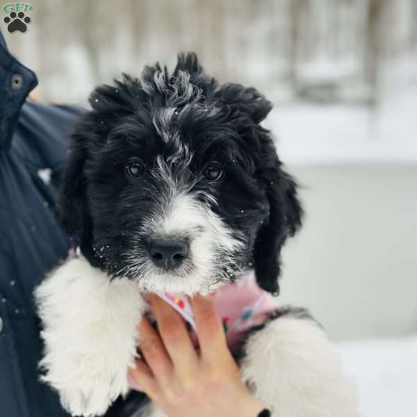 Cozy, Bernedoodle Puppy