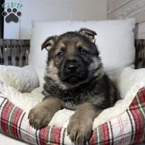 Benz, German Shepherd Puppy