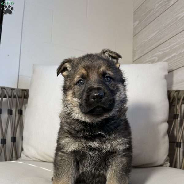 Benz, German Shepherd Puppy