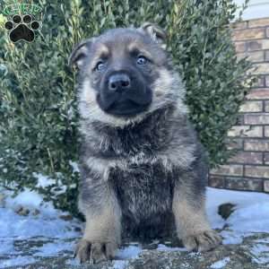Benz, German Shepherd Puppy
