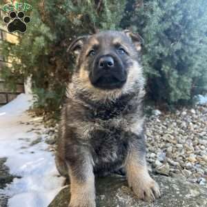 Benz, German Shepherd Puppy