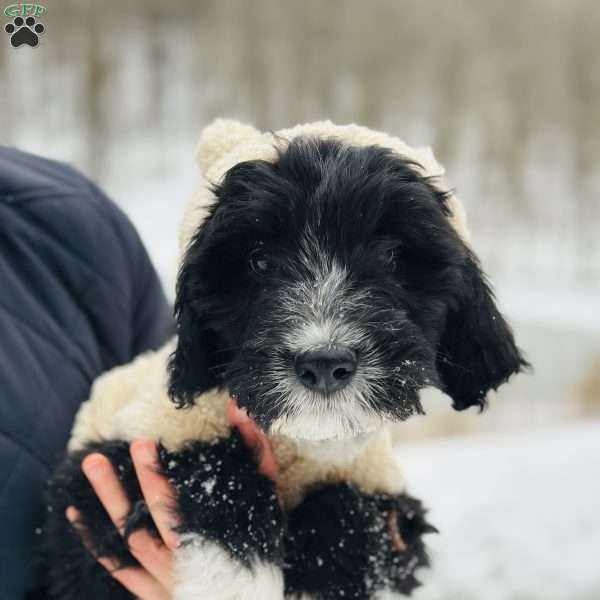 Knit, Bernedoodle Puppy