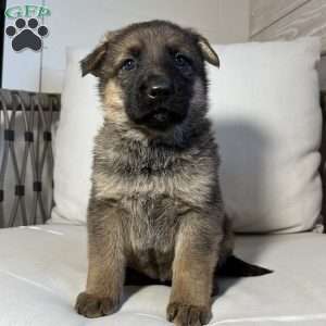 Vienna, German Shepherd Puppy
