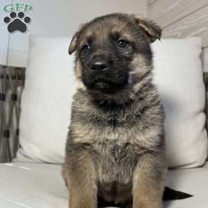 Vienna, German Shepherd Puppy