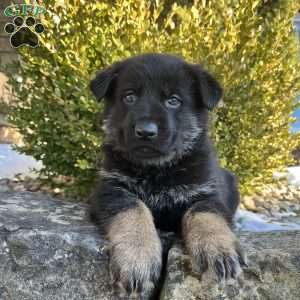 Mavis, German Shepherd Puppy
