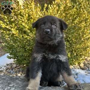 Mavis, German Shepherd Puppy