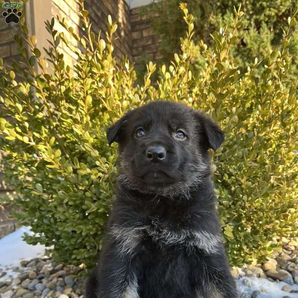 Mavis, German Shepherd Puppy