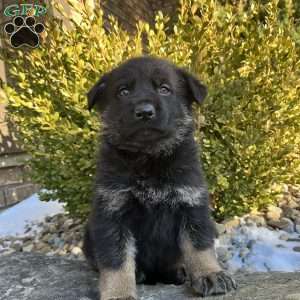 Mavis, German Shepherd Puppy