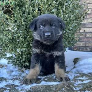 Mavis, German Shepherd Puppy