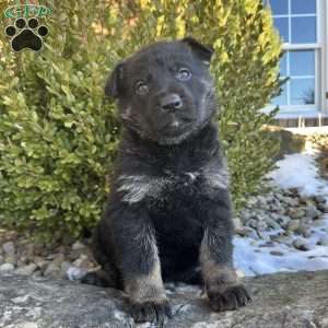 Opal, German Shepherd Puppy