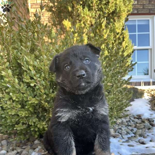 Opal, German Shepherd Puppy