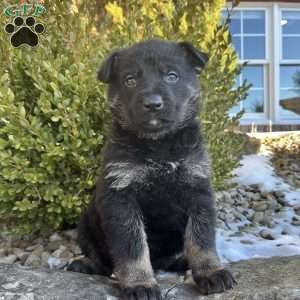 Opal, German Shepherd Puppy