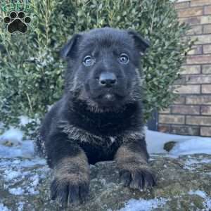 Opal, German Shepherd Puppy