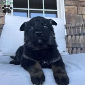 Opal, German Shepherd Puppy