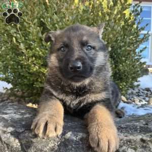 Zane, German Shepherd Puppy