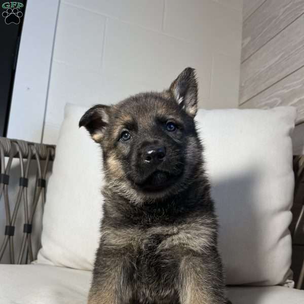 Zane, German Shepherd Puppy