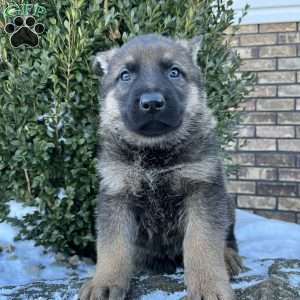 Zane, German Shepherd Puppy