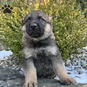 Zane, German Shepherd Puppy