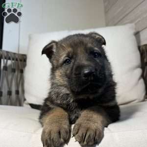 Wayde, German Shepherd Puppy