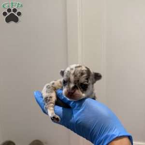 Amber, French Bulldog Puppy